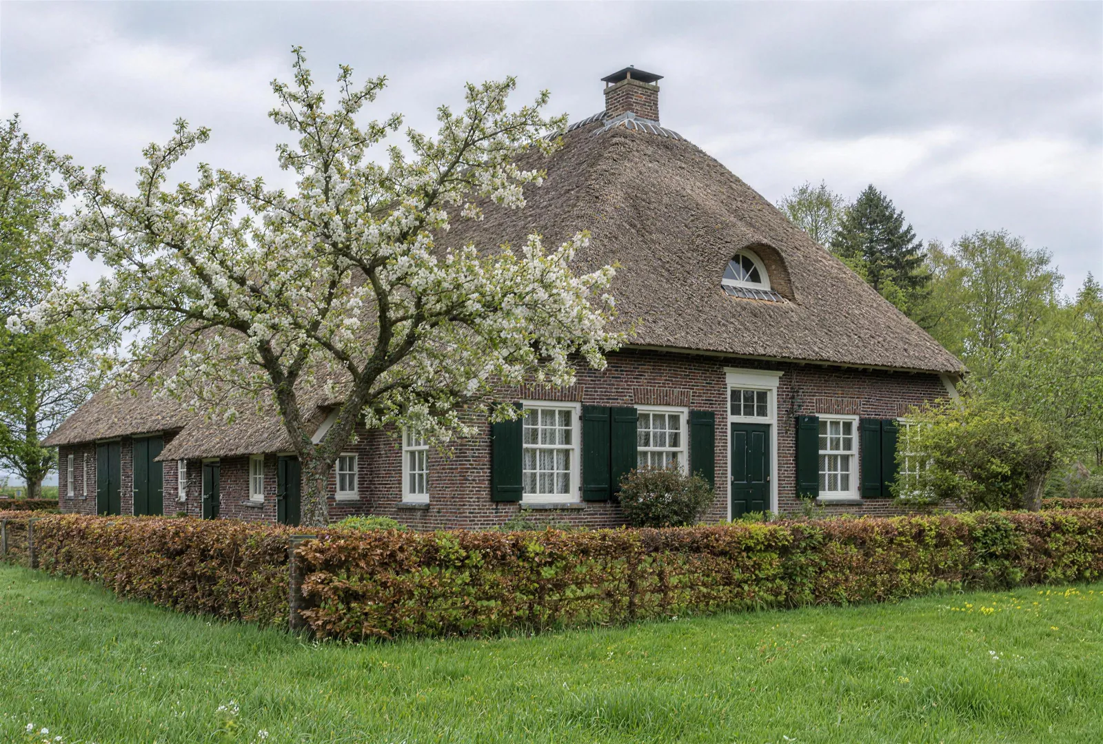 Veluwse boerderij met rieten dak en bloeiende fruitboom